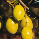 OLIO D’OLIVA, DECALOGO PER L’ACQUISTO SICURO
