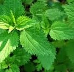 PROVERBIO SALENTINO DI OGGI GIOVEDI’ 3 NOVEMBRE