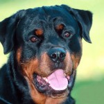 AGGREDITO DA ROTTWEILER