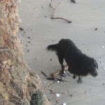 I NOSTRI AMICI ANIMALI / LE STORIE DI FEDERICA