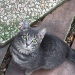 I NOSTRI AMICI ANIMALI / LE STORIE DI FEDERICA