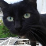 I NOSTRI AMICI ANIMALI / LE STORIE DI FEDERICA