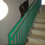 I NOSTRI AMICI ANIMALI / LE STORIE DI FEDERICA