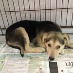 I NOSTRI AMICI ANIMALI / LE STORIE DI FEDERICA