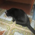 I NOSTRI AMICI ANIMALI / LE STORIE DI FEDERICA