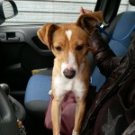 I NOSTRI AMICI ANIMALI / LE STORIE DI FEDERICA