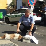 BOMBA, NON BOMBA E UN CAGNOLINO IMPAZZISCE, SI BUTTA DAL BALCONE E MUORE. DA NARDO’ OGGI L’ EPILOGO DI UNA BRUTTA STORIA, CHE SPERIAMO FACCIA RIFLETTERE