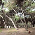 LA STORIA / CIBO PER AZIZ, ‘GUARDIA ECOLOGICA’ CHE A MELENDUGNO VIVE AL FREDDO E SOFFRE LA FAME, MA TIENE PULITA LA PINETA E ACCUDISCE I CANI