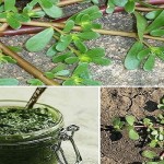 LA ” BRUCACCHIA” E’ SCAMBIATA PER ERBA INFESTANTE: IN REALTÀ È UN ERBA QUASI MAGICA