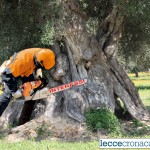 PROGETTO POnTE: QUANTO VALE LA XYLELLA?