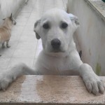 I NOSTRI AMICI ANIMALI / LE STORIE DI FEDERICA
