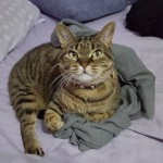 I NOSTRI AMICI ANIMALI / LE STORIE DI FEDERICA