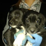 I NOSTRI AMICI ANIMALI / LE STORIE DI FEDERICA