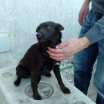 I NOSTRI AMICI ANIMALI / LE STORIE DI FEDERICA