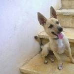 I NOSTRI AMICI ANIMALI / LE STORIE DI FEDERICA
