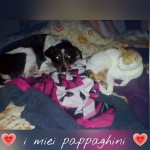 I NOSTRI AMICI ANIMALI / LE STORIE DI FEDERICA