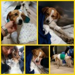 I NOSTRI AMICI ANIMALI / LE STORIE DI FEDERICA