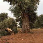 IL VENTO FORTE HA DANNEGGIATO CAMPAGNE E COLTIVAZIONI A NORD DI BRINDISI