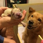 I NOSTRI AMICI ANIMALI / LE STORIE DI FEDERICA
