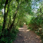 DIARIO DEL GIORNO DOPO / TREKKING / NEI BOSCHI DI SANT’ ANDREA A MURO LECCESE DOMENICA 28