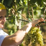 STRETTA CREDITIZIA PER L’ AGRICOLTURA SALENTINA