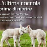 I NOSTRI AMICI ANIMALI / LE STORIE DI FEDERICA