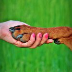 I NOSTRI AMICI ANIMALI / LE STORIE DI FEDERICA