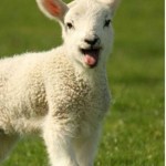I NOSTRI AMICI ANIMALI / LE STORIE DI FEDERICA