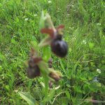 LA STORIA / IL PROFESSORE – CONTADINO: “Le orchidee selvatiche non si raccolgono”