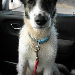 I NOSTRI AMICI ANIMALI / LE STORIE DI FEDERICA