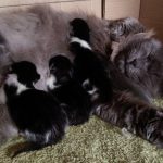 I NOSTRI AMICI ANIMALI / LE STORIE DI FEDERICA