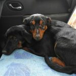 I NOSTRI AMICI ANIMALI / LE STORIE DI FEDERICA