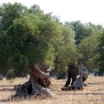 XYLELLA: UNA RICERCA INCOMPIUTA SOSTIENE CHE SIA LA CAUSA DEL DISSECCAMENTO, MA LA SCIENZA NO