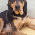 I NOSTRI AMICI ANIMALI / LE STORIE DI FEDERICA