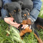 I NOSTRI AMICI ANIMALI / LE STORIE DI FEDRICA