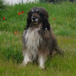 I NOSTRI AMICI ANIMALI / LE STORIE DI FEDERICA