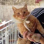 I NOSTRI AMICI ANIMALI / LE STORIE DI FEDERICA