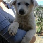 I NOSTRI AMICI ANIMALI / LE STORIE DI FEDERICA