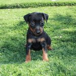 I NOSTRI AMICI ANIMALI / LE STORIE DI FEDERICA