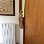 I NOSTRI AMICI ANIMALI / LE STORIE DI FEDERICA