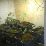 UN ARRESTO PER DROGA A NOVOLI