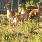 I NOSTRI AMICI ANIMALI / LE STORIE DI FEDERICA