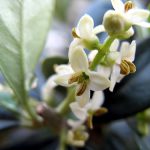 LA XYLELLA SI CURA CON IL LATTE: LO DICONO I BELGI