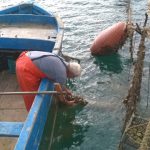 LA ‘PIOVRA’ SULLE COZZE, COSI’ LA MAFIA TARANTINA IMPONEVA IL ‘PIZZO’ AI COLTIVATORI DI MITILI DEI DUE MARI. TREDICI PERSONE ARRESTATE, VENTISEI DENUNCIATE