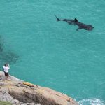I NOSTRI AMICI ANIMALI/ LE STORIE DI FEDERICA