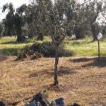 XYLELLA: IL NUOVO PIANO IN UNA FOTO. E COLDIRETTI RINGRAZIA