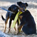 I NOSTRI AMICI ANIMALI / LE STORIE DI FEDERICA