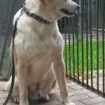 I NOSTRI AMICI ANIMALI / LE STORIE DI FEDERICA