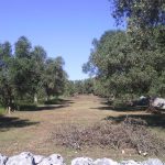 IL DESERTO DEGLI AZERBAIGIANI