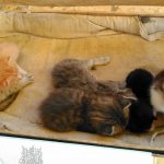 I NOSTRI AMICI ANIMALI / LE STORIE DI FEDERICA